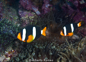 2 clownfish Anphiprion chypterus by Alberto Romeo 